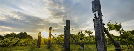 http://allandalewinery.com.au/ - Allandale - Top Australian & New Zealand wineries