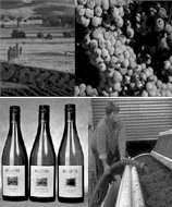 http://www.delatitewinery.com.au/ - Delatite - Top Australian & New Zealand wineries