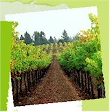 About Early Harvest Wines