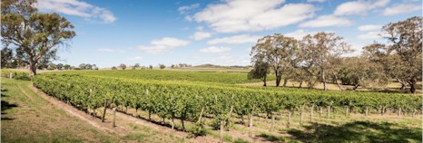 https://www.howardvineyard.com/ - Howard Vineyard - Top Australian & New Zealand wineries