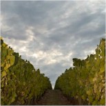 More About Kreglinger Wines