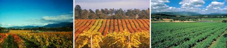 http://mcwilliams.com.au/ - Lillydale Estate - Top Australian & New Zealand wineries