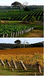 http://www.woodlandswines.com/ - Woodlands - Top Australian & New Zealand wineries