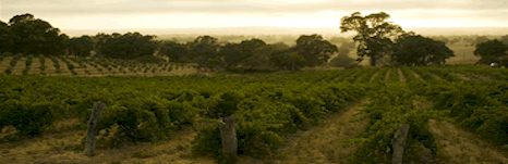 http://www.chrisringland.com/ - Chris Ringland - Top Australian & New Zealand wineries