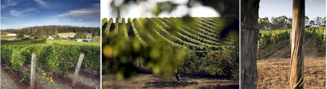 http://www.dalrymplevineyards.com.au/ - Dalrymple - Top Australian & New Zealand wineries