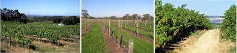 https://www.dowiedoole.com/ - Dowie Doole - Top Australian & New Zealand wineries