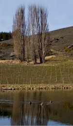 http://www.grasshopperrock.co.nz/ - Grasshopper Rock - Top Australian & New Zealand wineries