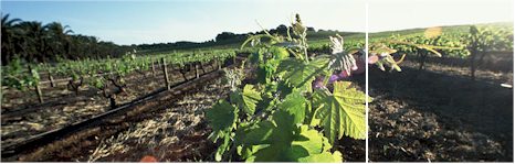 http://www.tscharke.com.au/ - Tscharke - Top Australian & New Zealand wineries