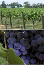 http://www.cofieldwines.com.au/ - Cofield - Top Australian & New Zealand wineries