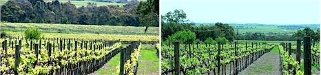 http://www.mariuswines.com.au/ - Marius - Top Australian & New Zealand wineries