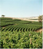 http://www.annieslane.com.au/ - Annies Lane - Top Australian & New Zealand wineries