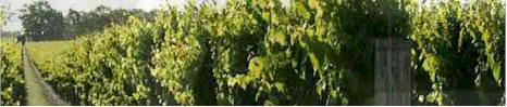 http://www.glendonpark.com.au/ - Browns of Padthaway - Top Australian & New Zealand wineries