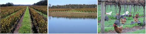 http://www.flindersbaywines.com.au/ - Flinders Bay - Top Australian & New Zealand wineries