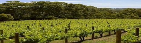 http://theblackchook.com.au/ - Woop Woop - Top Australian & New Zealand wineries